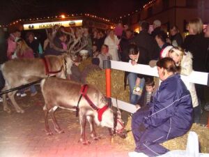 Santa&#039;s Reindeer at the Broughton Astley Christmas Fayre